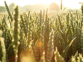 Hohe Temperaturen: Ein Ballen im Innern einer Pressmaschine entz&uuml;ndete sich im nahe  Ansbach. Das Feuer griff auf das gesamte Weizenfeld &uuml;ber. Symbolfoto: Sina Schuldt/dpa