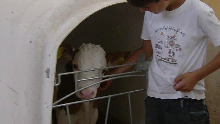 Luca aus Hessen bei einem neugeborenen Kalb  Foto: Petra Malbrich