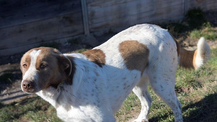 Tierheim Bamberg: H&uuml;ndin Princessa ist eine &Uuml;berlebensk&uuml;nstlerin und sucht geduldige Besitzer