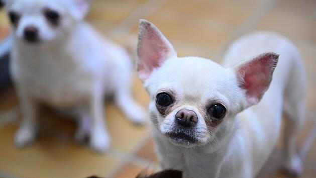 Chihuahua.