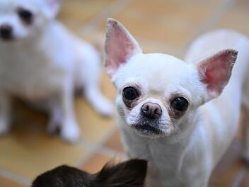 Chihuahua.