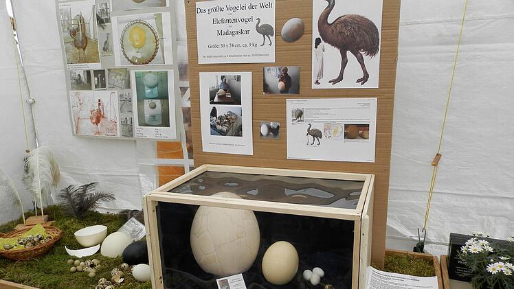 Das riesige Ei des Elefantenvogels war die Attraktion in der Eierausstellung des Kleintierzuchtvereins. Foto: Rainer Fritsch