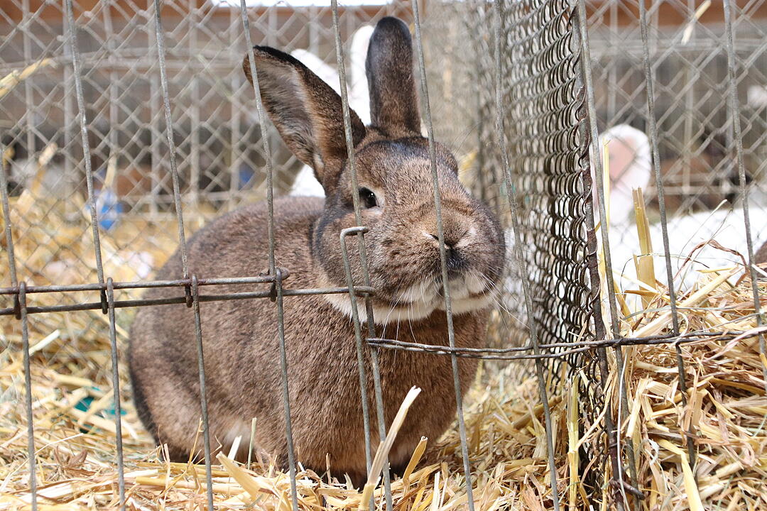 Kaninchenschau