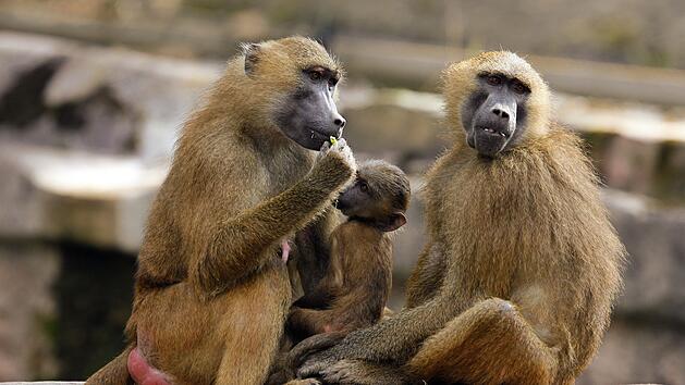 Werden Affen im Tiergarten N&uuml;rnberg get&ouml;tet? Umzug nicht m&ouml;glich