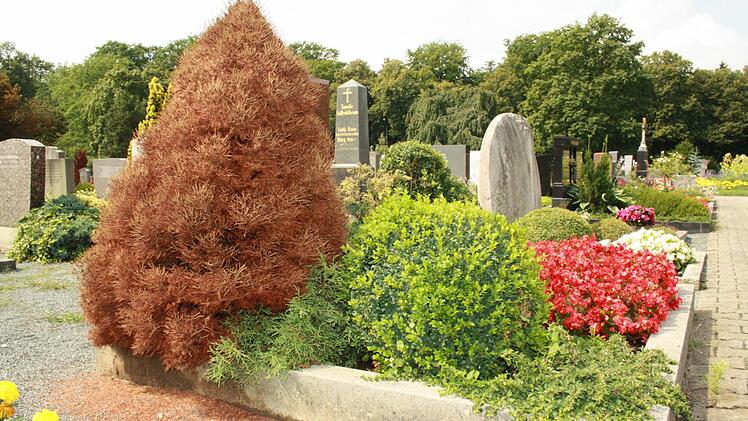 Während es den Pflanzen rundherum gut geht, ist dieser Baum schon abgestorben.  Fotos: Verena Pohl
