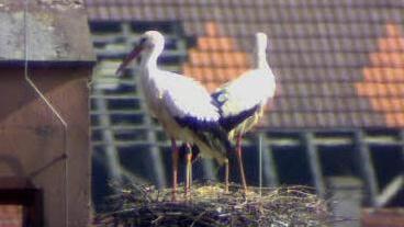 Am Morgen, bis gegen 9 Uhr, sind die Störche meistens zu sehen. Foto: www.storchencam.de