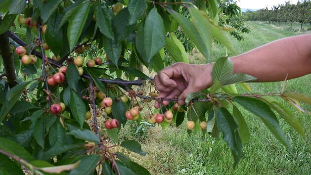 Die Kirschen haben durch Frostschaden eine br&auml;unliche Farbe. Foto: Petra Malbrich