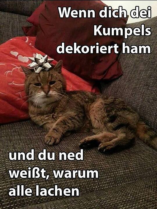 29 fränkische Katzen, die dich verstehen