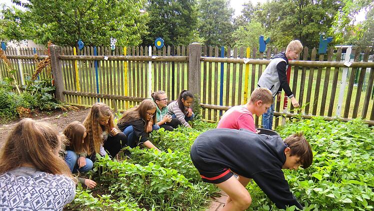 Sojabohnenexperiment der Mainleuser Schüler Foto: Marga Passing