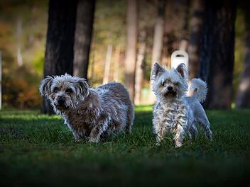 Tierheim N&uuml;rnberg