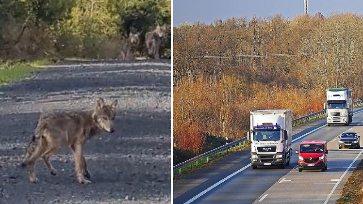 Wildflecken: Junger Wolf aus aus Kreis Bad Kissingen auf A7 überfahren - Untersuchung gibt Gewissheit