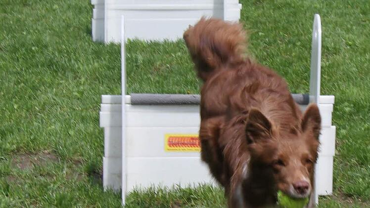 Border Collie Shiva ist ein Flyball-Narr.