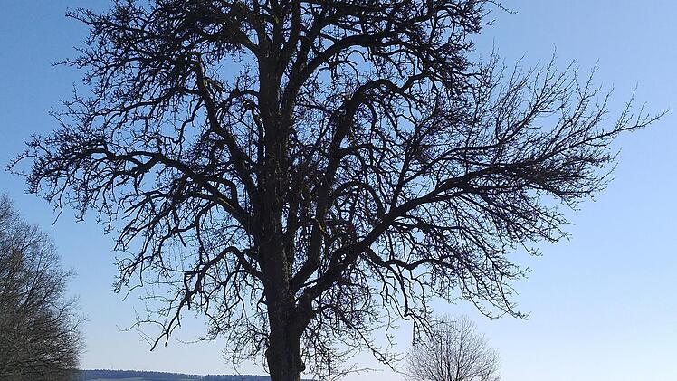 Birnbaum in Hassenbach.