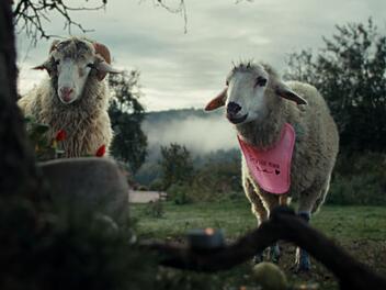 Die mehrfach preisgekr&ouml;nte ZDF-Serie "Sheep" setzt echte Schafe in Szene, deren Mundbewegungen f&uuml;r die Dialoge animiert wurde. Oliver (Merlin Sandmeyer) und Lara (Birgit Minichmayr) trauern um einen Verlust.
