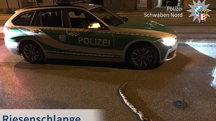 Mitten durch  die Innenstadt kroch in der Nacht auf Dienstag eine Boa Constrictor in Augsburg. Das Tier gibt den Behörden Rätsel auf.Foto: Polizei Schwaben Nord.