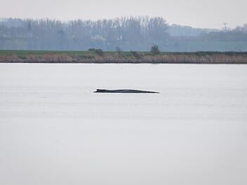 Buckelwal vor der Insel Poel