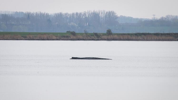 Buckelwal vor der Insel Poel