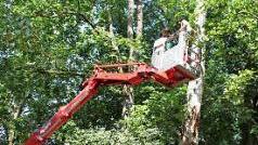 Baumpflege in luftiger Höhe ist nur mit dem Hubsteiger der Kurgärtnerei möglich. Foto: Mäuser