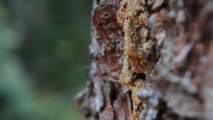 Befällt der Borkenkäfer eine der empfindlichen Fichten, heißt es schnell reagieren. Wie gefährlich ist der Borkenkäfer für die Wälder in diesem Jahr? Foto: Carmen Schmitt