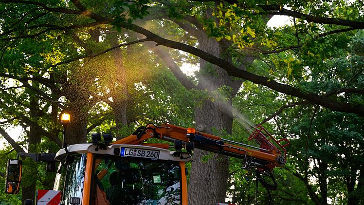 Neues biologisches Mittel gegen Eichenprozessionsspinner