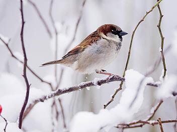 Spatzen sind auch am Futterhäuschen im heimischen Garten zu sehen. Foto: Julian Stratenschulte/dpa