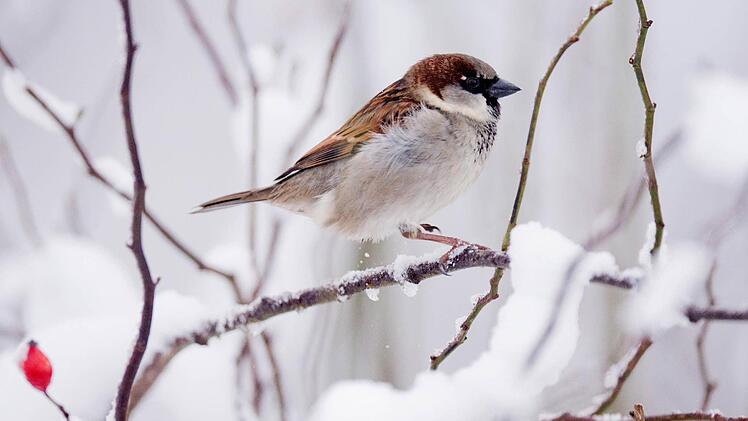 Spatzen sind auch am Futterhäuschen im heimischen Garten zu sehen. Foto: Julian Stratenschulte/dpa