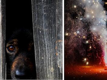 Hundesuchhilfe Franken mit erschreckender Silvester-Statistik: "ich war nur am Telefon"