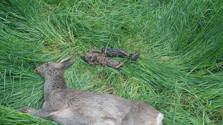 Geschen Ende Mai 2013: Eine Rehgeiß und ihre ungeborenenKitze wurden Opfer eines wildernden Hundes.