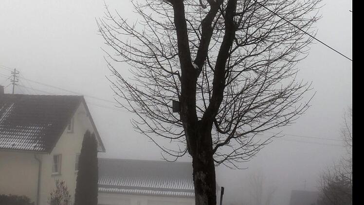 Genau so düster wie das Wetter bei der Fotoaufnahme war die Stimmung am Donnerstag im Gemeinderat. Dieser Baum vor dem Anwesen des Zweiten Bürgermeisters Michael Hader sorgte für richtigen Wirbel im Gemeinderat. Während an anderen Stellen  in dieser Zeit schon mehrere Bäume gefällt wurde, gab Bürgermeister Peter Klinger bei seinen Stellvertreter bisher nicht sein Jawort. Michael Wunder