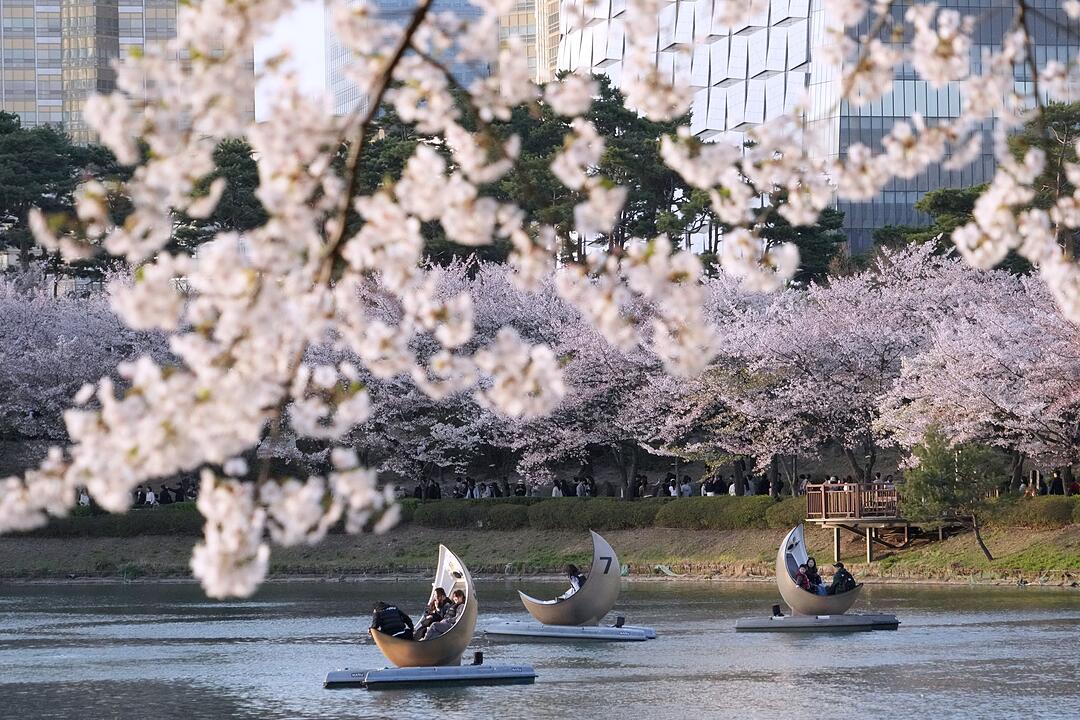 Kirschbl&uuml;te in S&uuml;dkorea