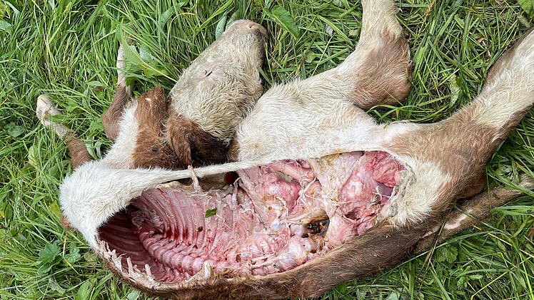 Das verendete K&auml;lbchen, wie es auf der Weide lag.