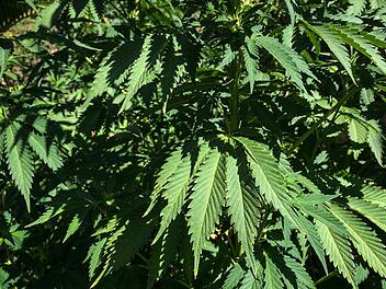 In Würzburg fand die Polizei Drogen in einer Wohnung, weil es dort gebrannt hatte. Symbolfoto: Christopher Schulz