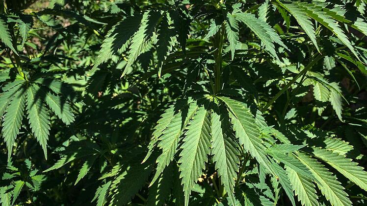 In Würzburg fand die Polizei Drogen in einer Wohnung, weil es dort gebrannt hatte. Symbolfoto: Christopher Schulz