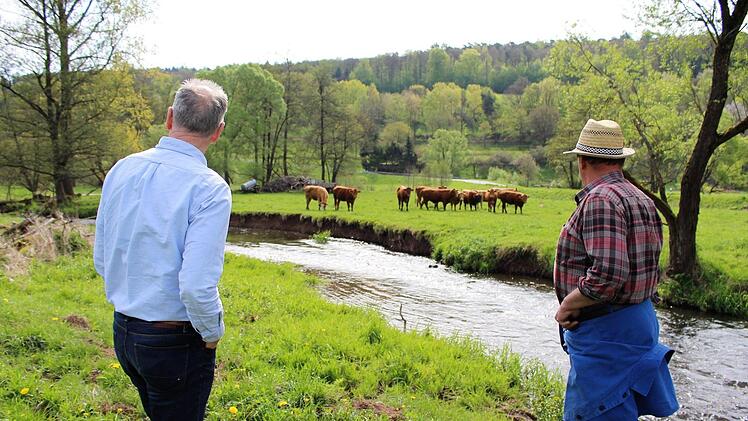 Die Rinder auf den Weideflächen zwischen Wernarz und Rupboden fühlen sich sichtlich wohl.  Foto: Julia Raab