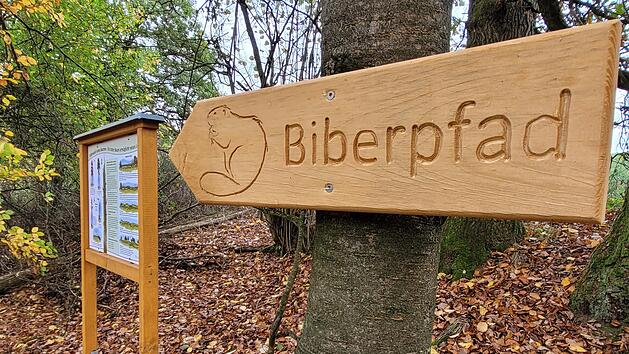 Ein Biberpfad, der eigentlich ein Naturlehrpfad ist, informiert mit Tafeln &uuml;ber das Leben des gesch&uuml;tzten Nagers, aber auch &uuml;ber andere interessante Themen in einem Wald, wie zum Beispiel den &ouml;kologischen Wert von Totholz. Foto: Steffen Standke
