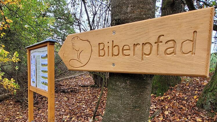 Ein Biberpfad, der eigentlich ein Naturlehrpfad ist, informiert mit Tafeln über das Leben des geschützten Nagers, aber auch über andere interessante Themen in einem Wald, wie zum Beispiel den ökologischen Wert von Totholz. Foto: Steffen Standke