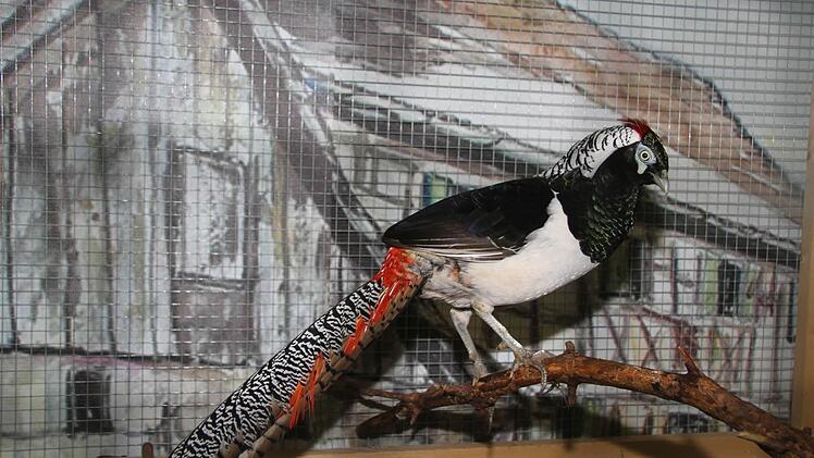 Der Amherst- oder Diamant-Fasan war eine echte Augenweide.