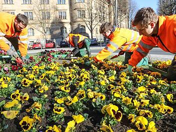 Mit Handgriffen, die sie heuer schon vieltausendfach angewandt haben, pflanzen Andreas Rebhan, Jörg Falke, Tobias Kranz und Marcel Schardt Stiefmütterchen auf den Kreisel am Wilhelmsplatz. Foto: Barbara Herbst