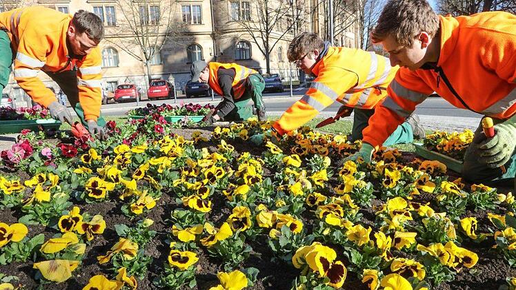 Mit Handgriffen, die sie heuer schon vieltausendfach angewandt haben, pflanzen Andreas Rebhan, Jörg Falke, Tobias Kranz und Marcel Schardt Stiefmütterchen auf den Kreisel am Wilhelmsplatz. Foto: Barbara Herbst
