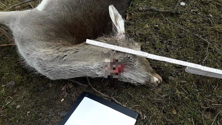 18 Tiere in Gehege get&ouml;tet: Experte vermutet Wolfsangriff