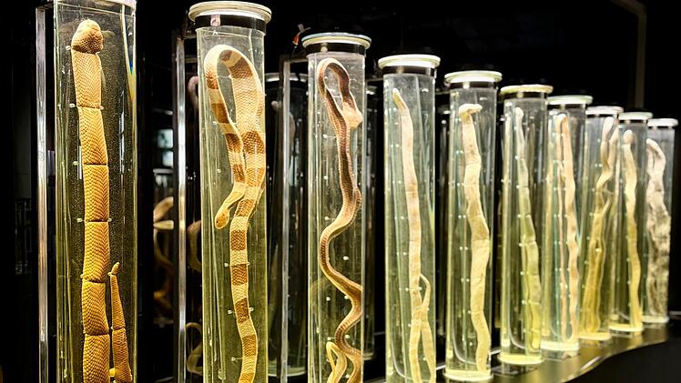 Schlangenfarm in Bangkok zur Herstellung von Antiserum