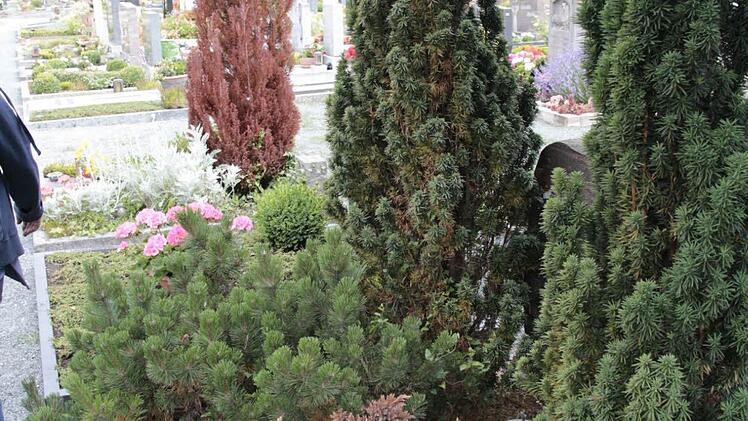 Einige Pflanzen sind abgestorben, andere kränkeln.