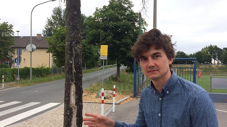Bäume mit Sonnenbrand und gelben Blättern im Juli - dazu trägt für Baumpfleger Christopher Busch nicht nur das Klima bei. Er beklagt, dass viel Bäume an Straßen zu wenig Entfaltungsraum haben, unter einer dünnen Bodenschicht folgt häufig gleich Schotter.  Fotos: Stefan Fößel (2), Christopher Busch