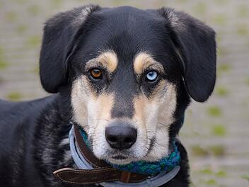 Tierheim Bamberg: Sensibler Hund "Sonic" wünscht sich neues Zuhause