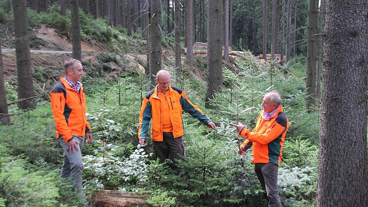 Florian Fischer, Matthias Lindig und Bruno Fischer (von links) im Staatswald bei Heinersberg. Dort wird nicht nur Holz geerntet, wie die Polter im Hintergrund zeigen, es gibt auch Naturverjüngung der Fichte, aber vor allem von Tanne, Buche, Vogelbeere etc. Und auch Totholz (im Vordergrund) bietet nützlichen Insekten einen Lebensraum.  Foto: Friedwald Schedel