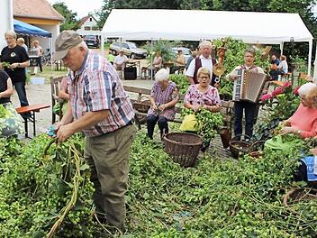 Im Hof der Mühle von Regina und Paul Bruckmann wurden die Hopfenblüten gezupft. Foto: Evi Seeger