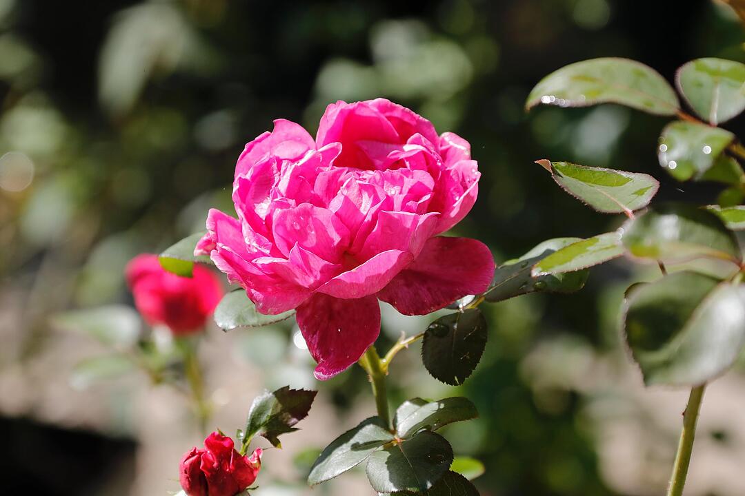Rosen & Garten Messe Kronach im September