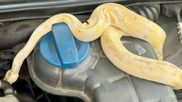 Diese Albino-K&ouml;nigspython hat die Freiwillige Feuerwehr D&ouml;rfles-Esbach in einem Motoraum eines Autos in D&ouml;rfles-Esbach bei Coburg sichergestellt.