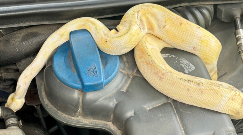 Diese Albino-K&ouml;nigspython hat die Freiwillige Feuerwehr D&ouml;rfles-Esbach in einem Motoraum eines Autos in D&ouml;rfles-Esbach bei Coburg sichergestellt.