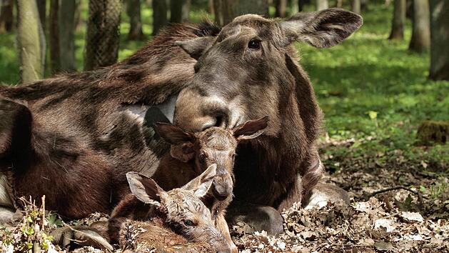 Der Wildpark in Schweinfurt musste aufgrund der 2G-Plus-Regel vorübergehend schließen. Jetzt macht er wieder auf.